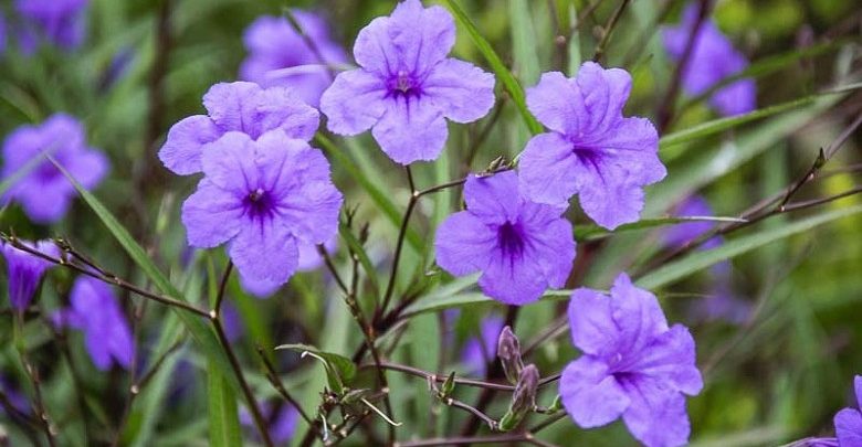 como plantar ruellia