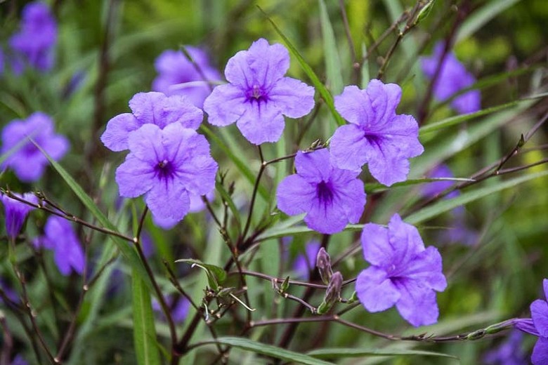 como plantar ruellia