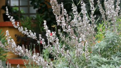 como plantar salvia branca