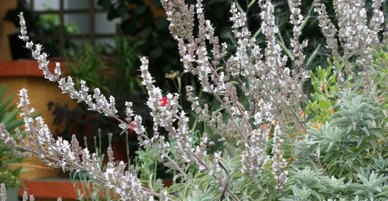 como plantar salvia branca