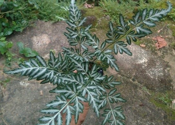 como plantar samambaia prata