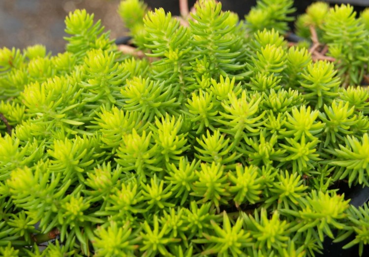 como plantar sedum rupestre