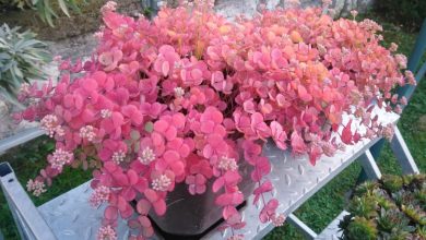 como plantar sedum sieboldii