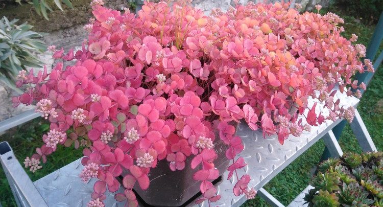 como plantar sedum sieboldii