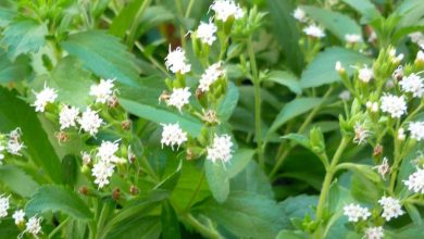 como plantar stevia