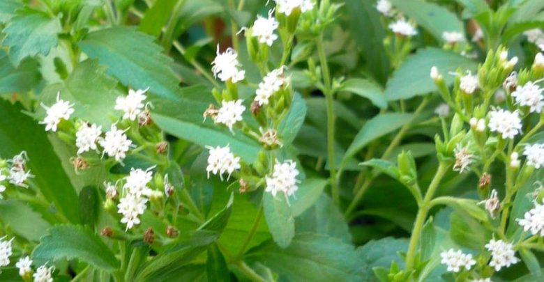 como plantar stevia
