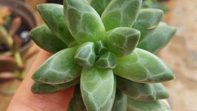 como plantar suculenta joia