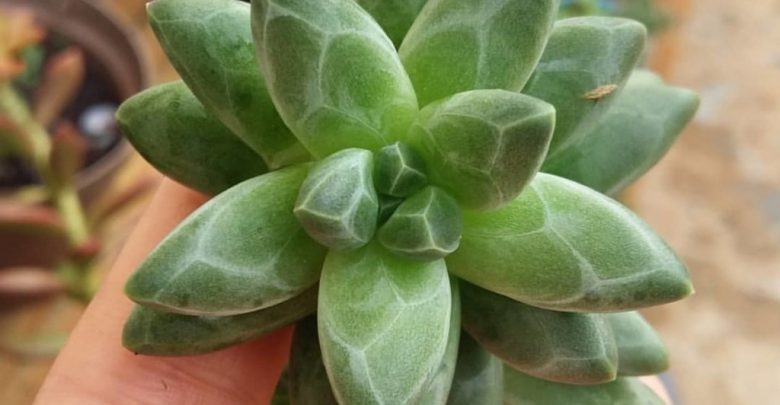 como plantar suculenta joia