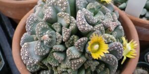 como plantar suculenta titanopsis