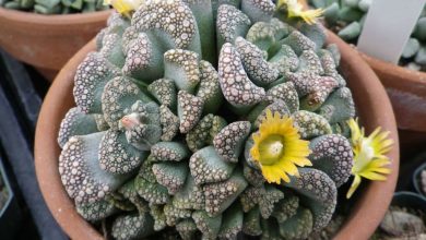 como plantar suculenta titanopsis