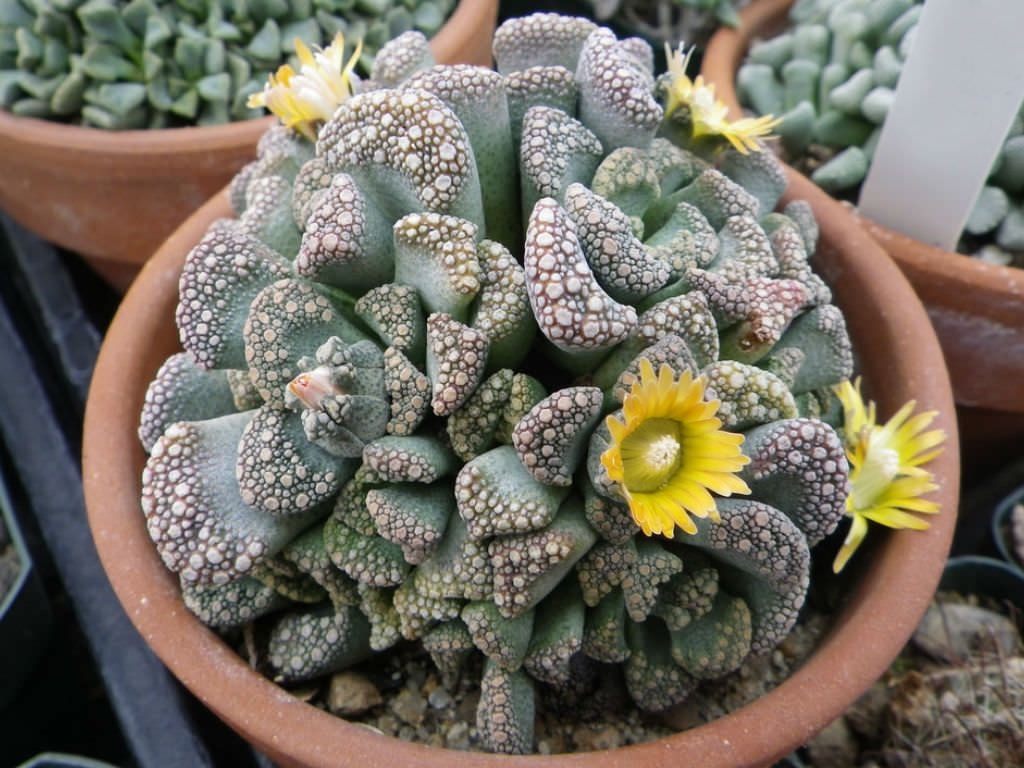 como plantar suculenta titanopsis