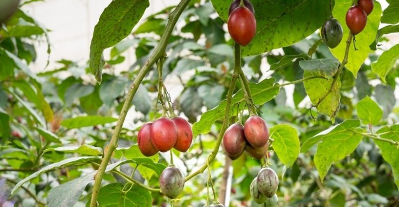 como plantar tamarilho