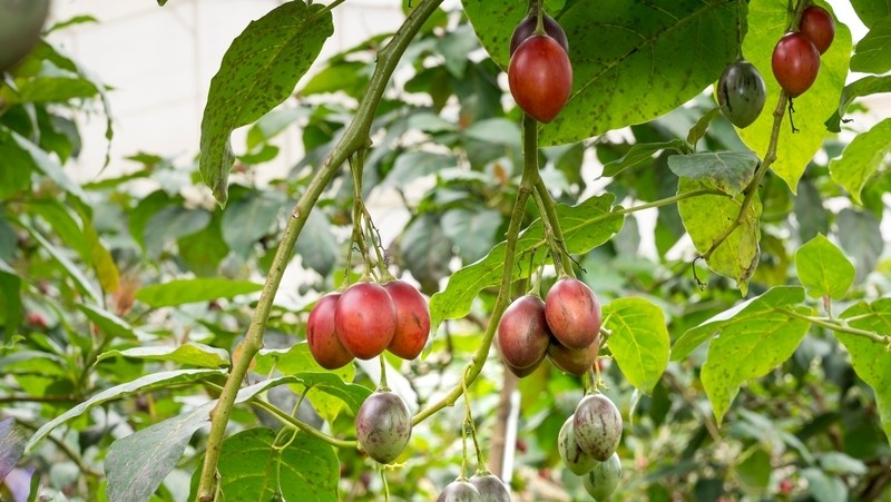 como plantar tamarilho