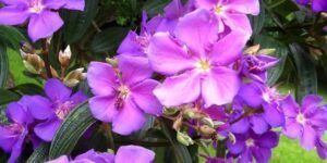 como plantar tibouchina