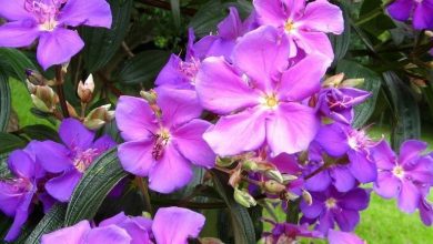 como plantar tibouchina