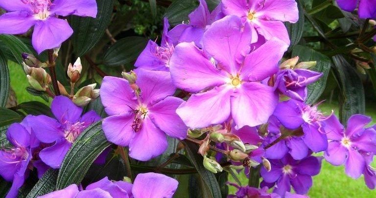 como plantar tibouchina