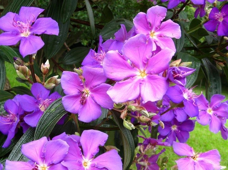 como plantar tibouchina