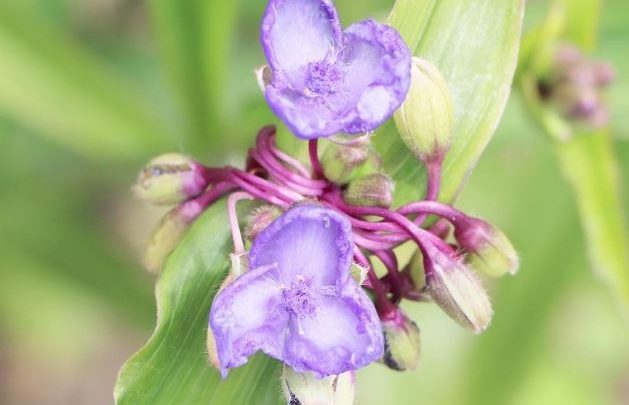 como plantar tradescantia