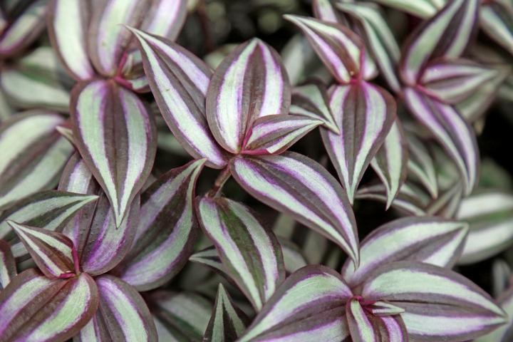 como plantar tradescantia zebrina