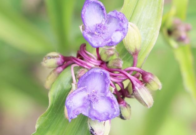 como plantar tradescantia