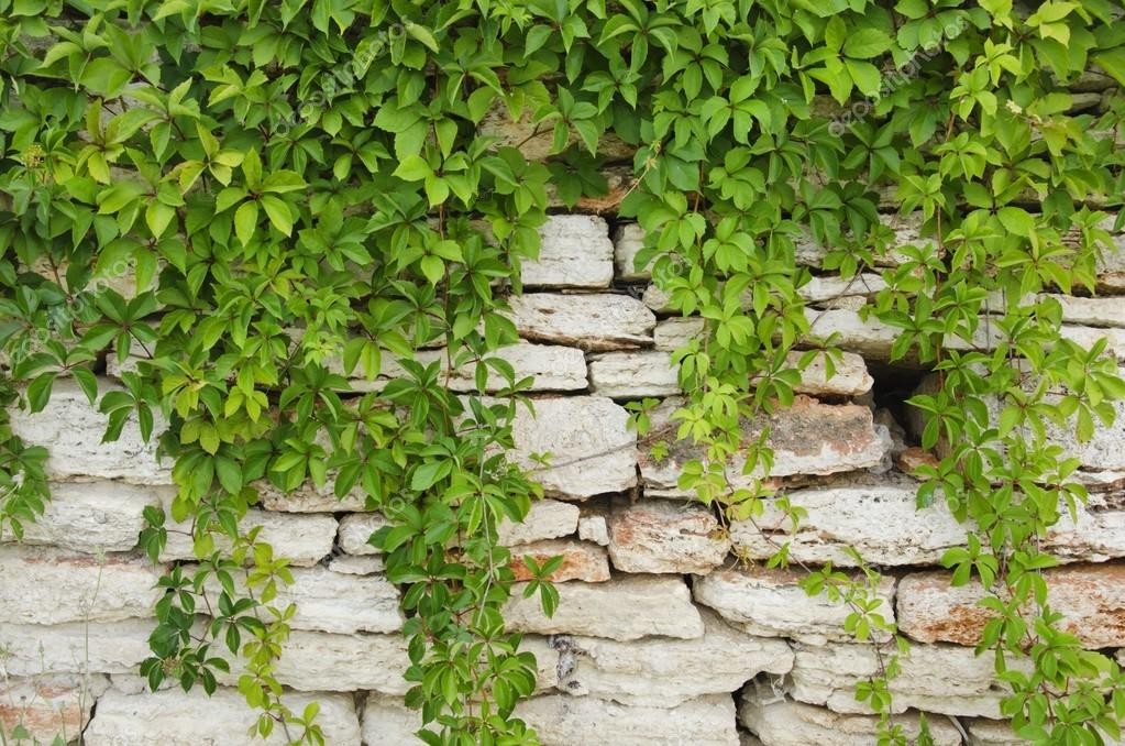 como plantar trepadeira unha de gato