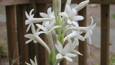 como plantar tuberosa
