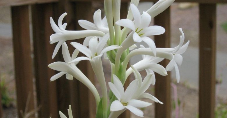 como plantar tuberosa