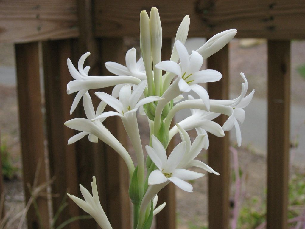 como plantar tuberosa