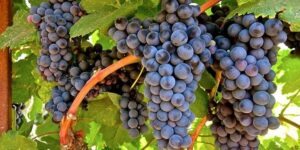 como plantar uva tannat