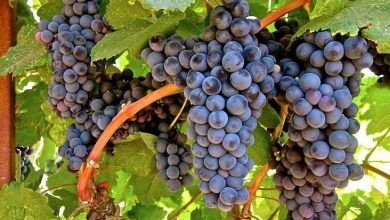como plantar uva tannat