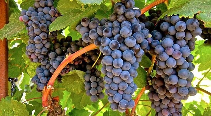 como plantar uva tannat