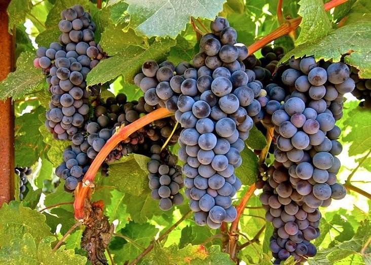 como plantar uva tannat