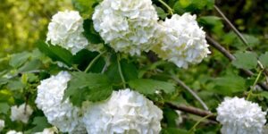 como plantar viburnum