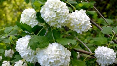 como plantar viburnum