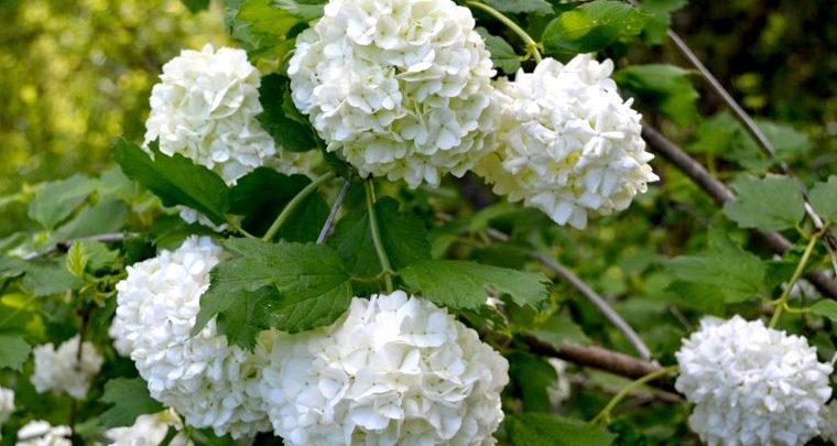 como plantar viburnum