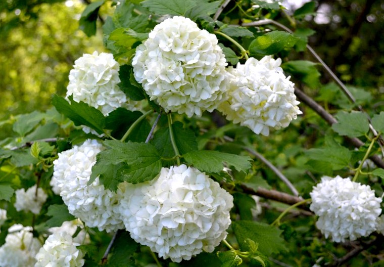 como plantar viburnum