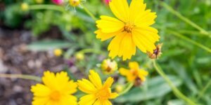 coreopsis como plantar