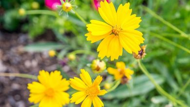 coreopsis como plantar