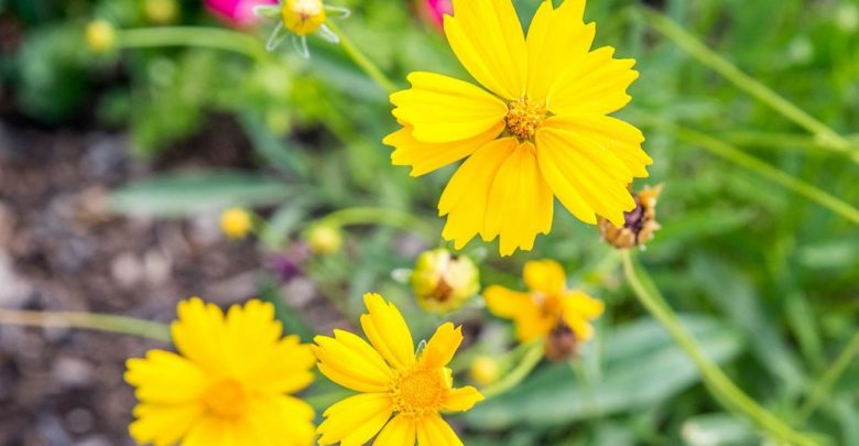 coreopsis como plantar
