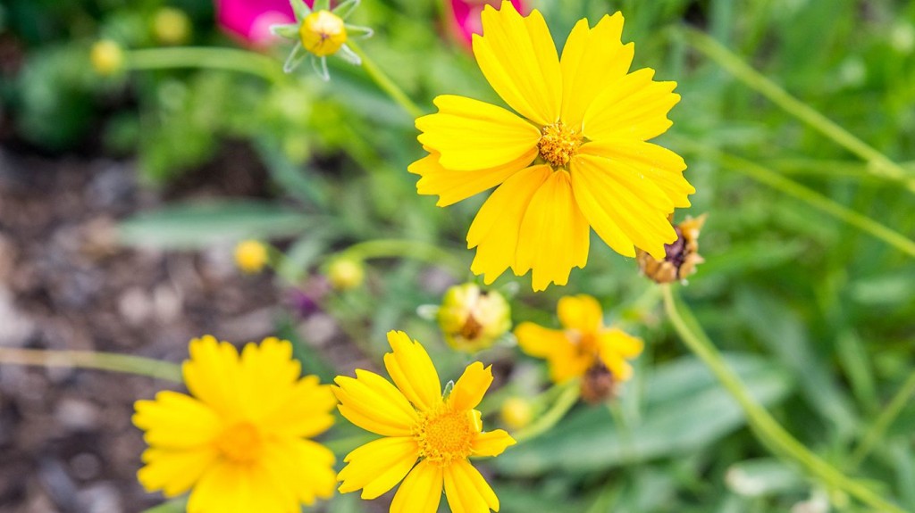 coreopsis como plantar