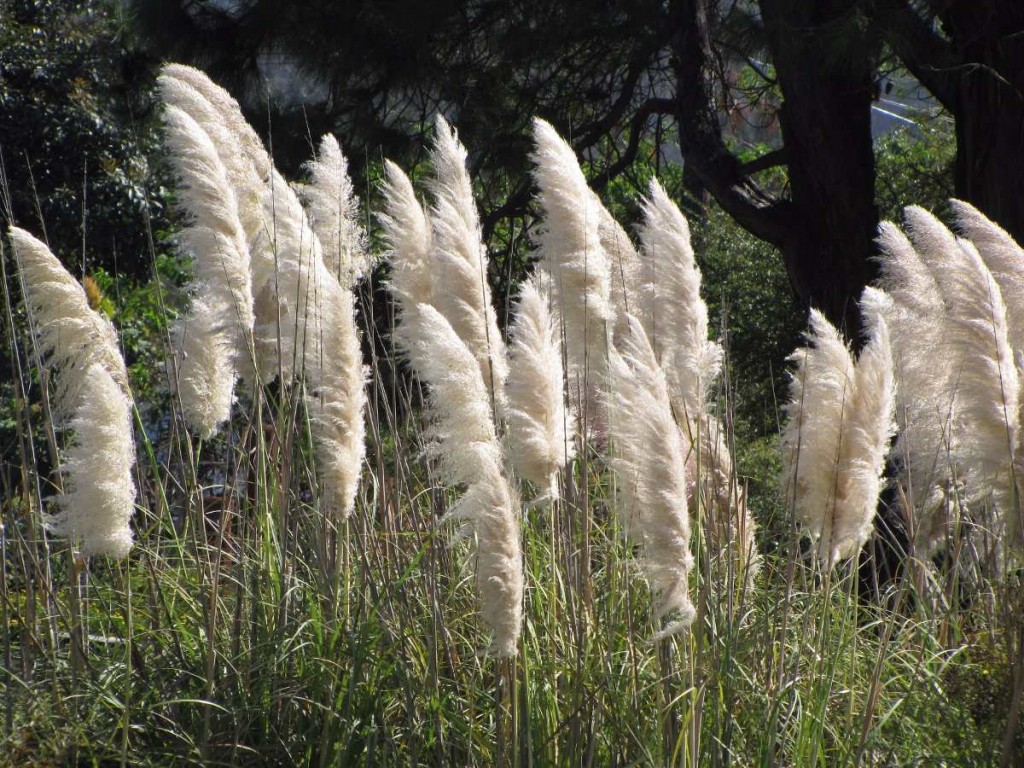 cortaderia selloana