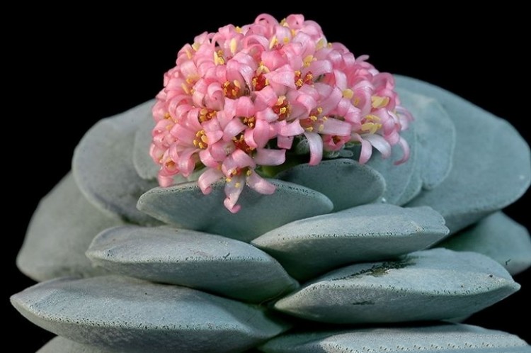 crassula falcata