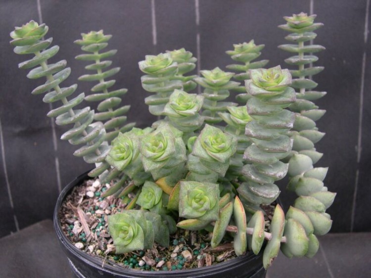 crassula perforata