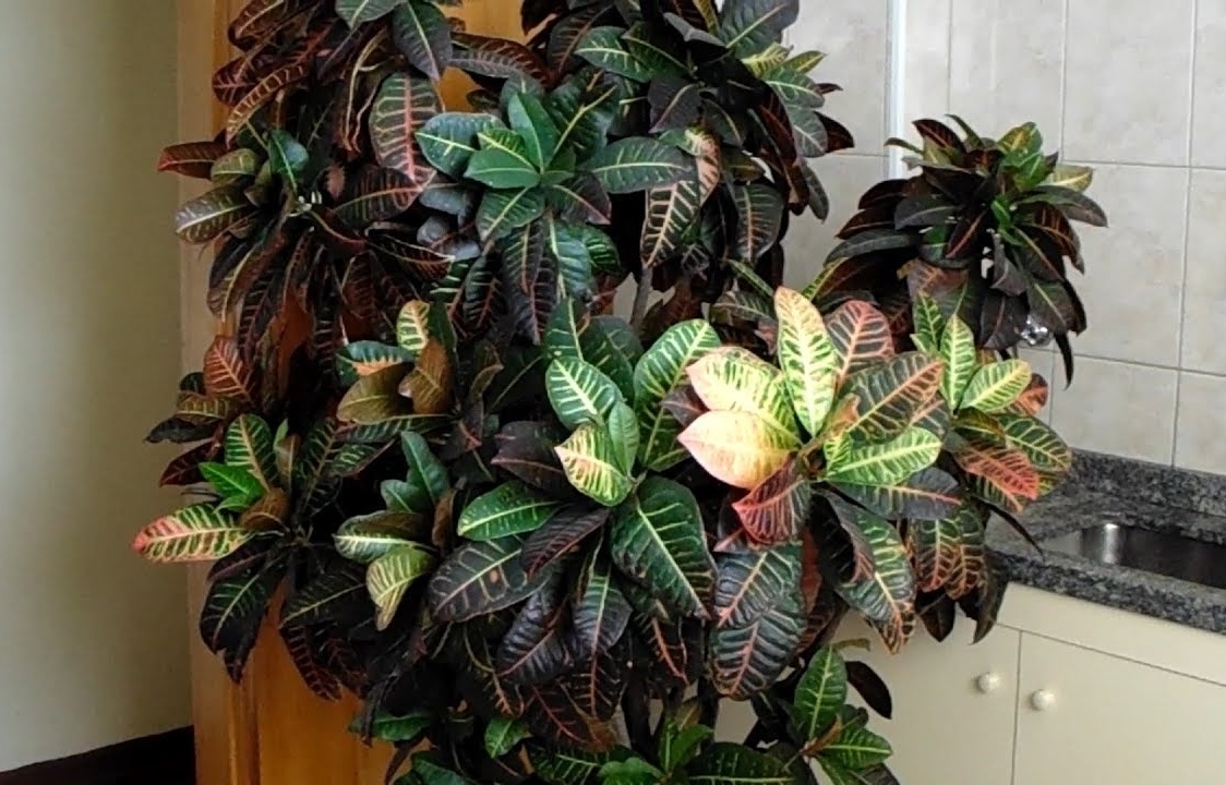 croton petra