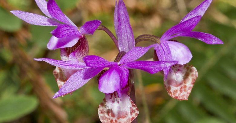 cultivo da orquieas calypso