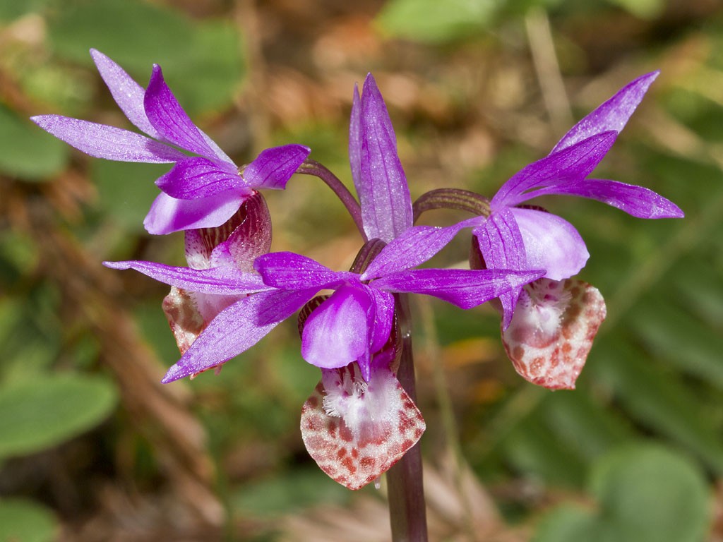 cultivo da orquieas calypso