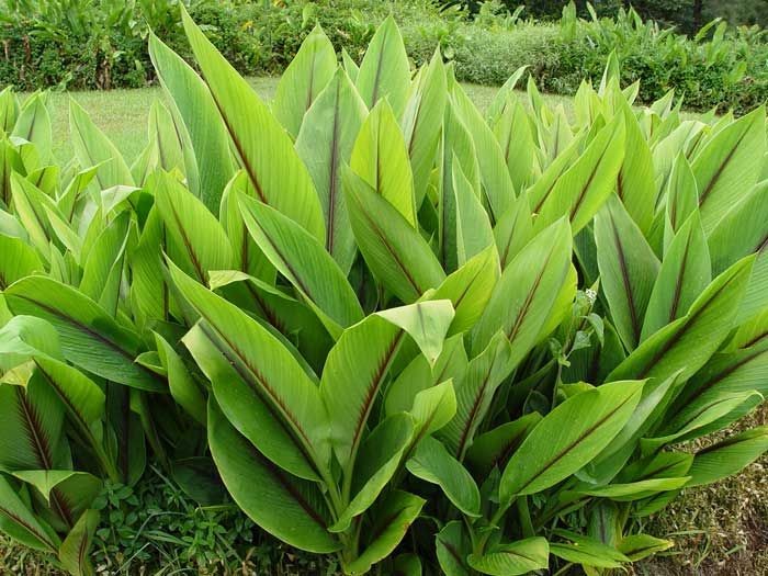 curcuma zedoaria como plantar