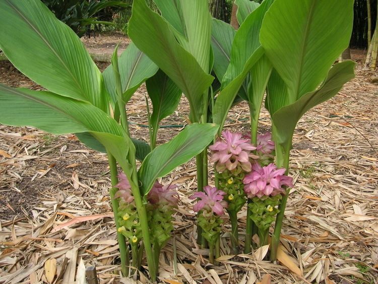 curcuma zedoaria