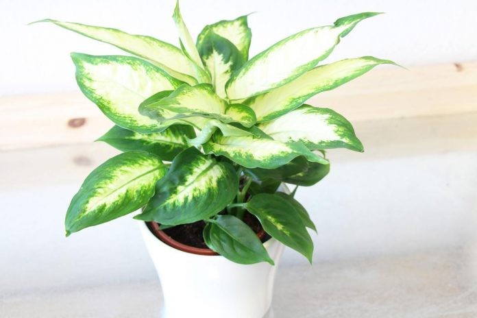 dieffenbachia