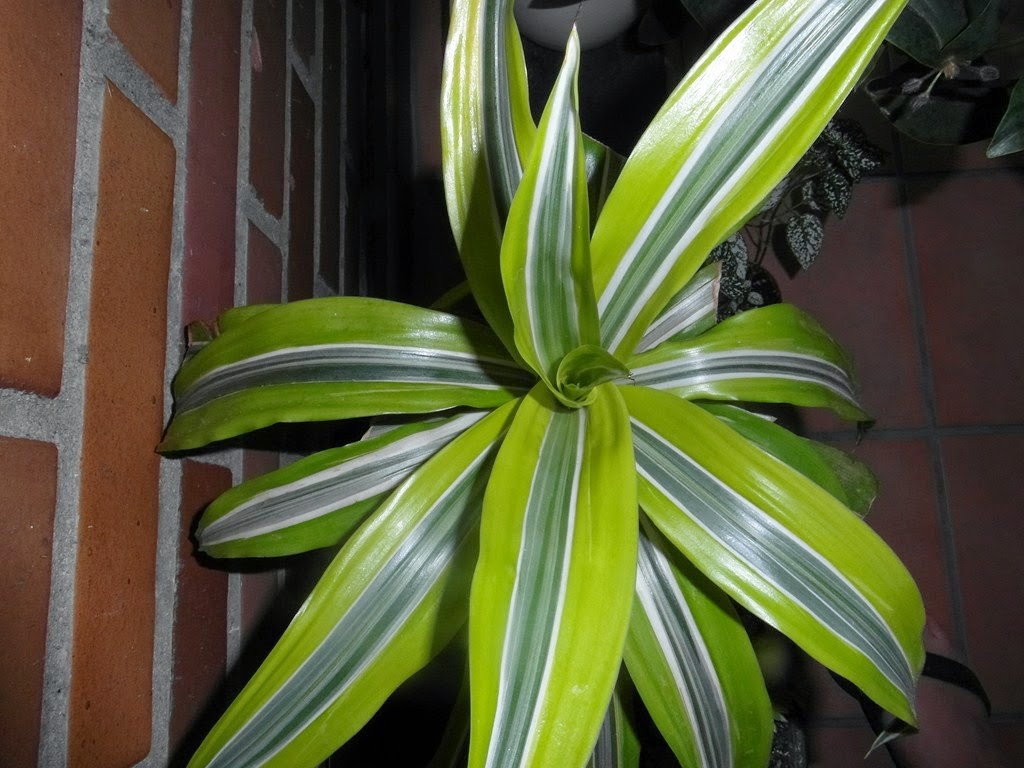 dracaena lima